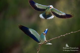 European roller photography / ©Sergey Panayotov